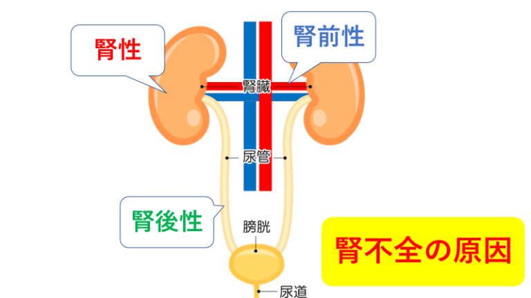 腎不全のその他の兆候