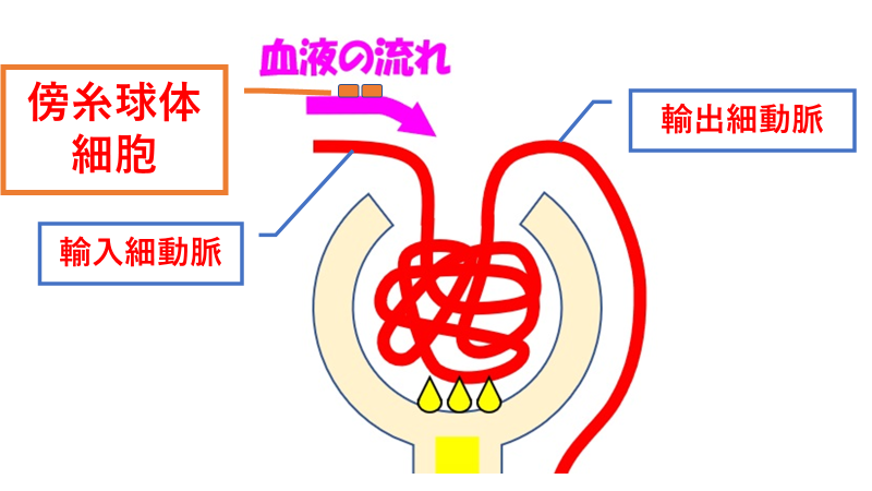 糸球体傍細胞: 腎臓 構造 図 – OHEUOY