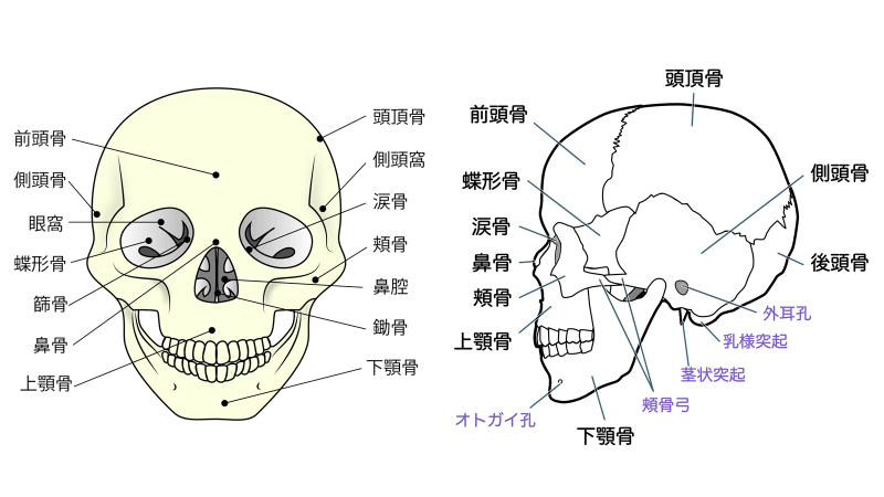 【看護師国家試験勉強】筋骨格系の解剖生理『頭蓋骨編』 | ねこ太と共に歩む看護未来