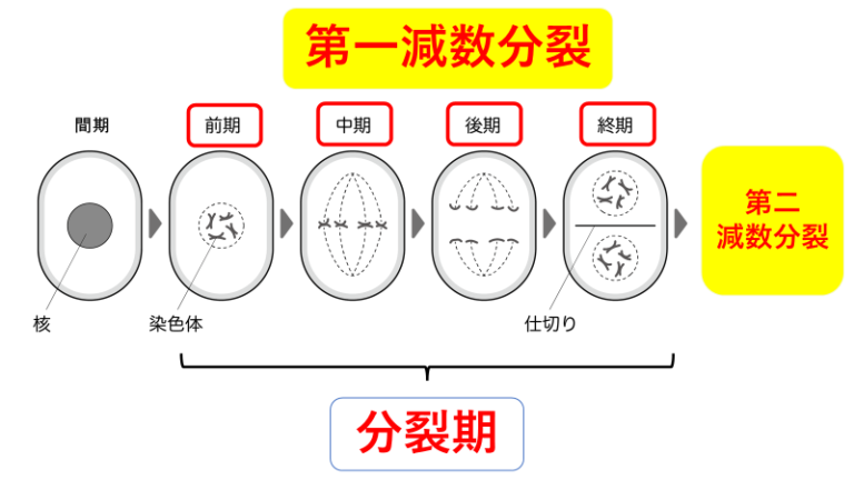 【看護師国家試験勉強】解剖生理『体細胞分裂と減数分裂』バッチリ克服！ ねこ太と共に歩む看護未来