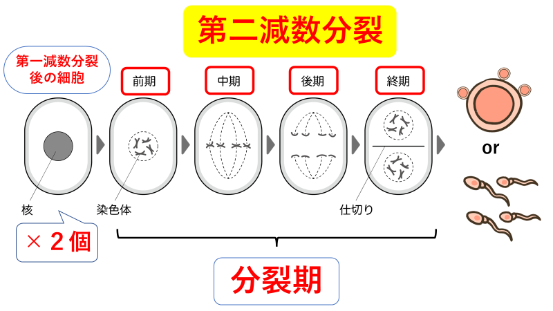 【看護師国家試験勉強】解剖生理『体細胞分裂と減数分裂』バッチリ克服! | ねこ太と共に歩む看護未来