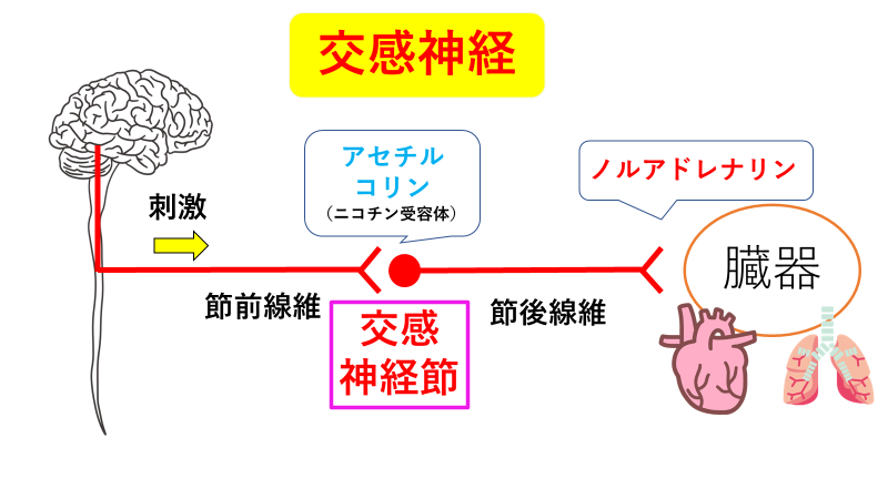【看護師国家試験勉強】神経組織の解剖生理『神経伝達物質と活動電位』バッチリ克服! | ねこ太と共に歩む看護未来