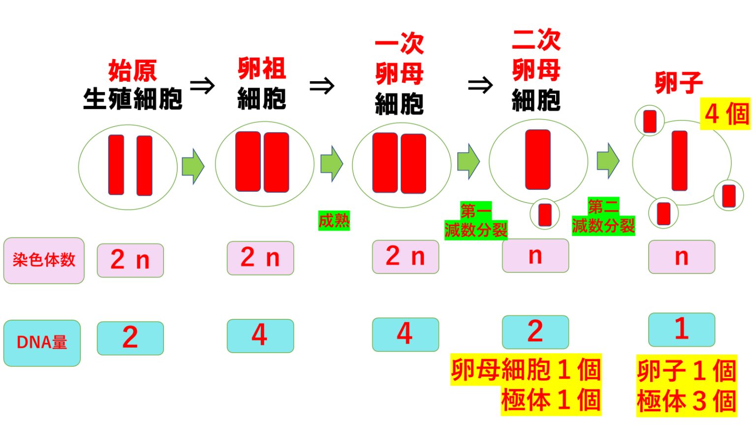 【看護師国家試験勉強】卵子と精子の減数分裂 バッチリ克服! | ねこ太と共に歩む看護未来